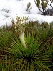 Aciphylla congesta