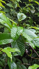 Dilleniaceae