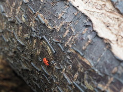 Lemodes coccinea
