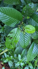 Dilleniaceae
