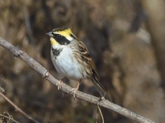 Emberiza elegans