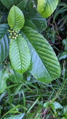 Dilleniaceae