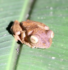 Rhacophorus pardalis