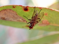 Anthomyia punctipennis