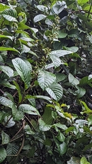 Dilleniaceae