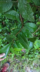 Dilleniaceae