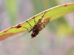Anthomyia punctipennis
