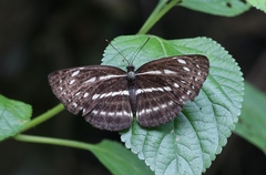 Neptis nata