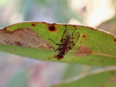 Anthomyia punctipennis