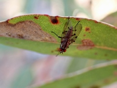 Anthomyia punctipennis