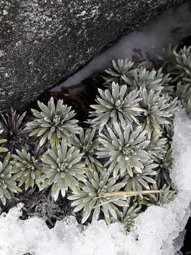 Image of Celmisia hectorii by (c) naturewatchwidow, some rights reserved (CC BY)