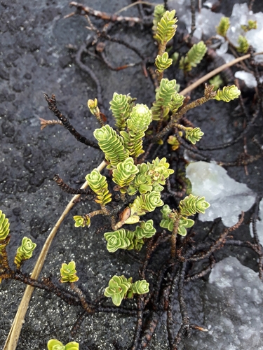 Image of Veronica murrellii by (c) naturewatchwidow, some rights reserved (CC BY)