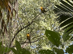 Pteroglossus bailloni