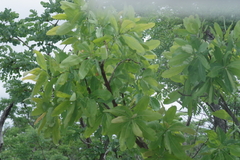 Terminalia brachystemma