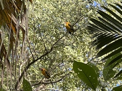 Pteroglossus bailloni