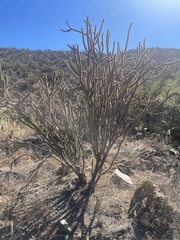 Cylindropuntia thurberi