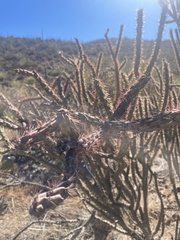 Cylindropuntia thurberi