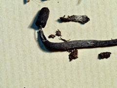 Xylaria feejeensis