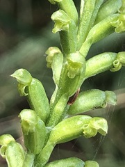 Microtis parviflora