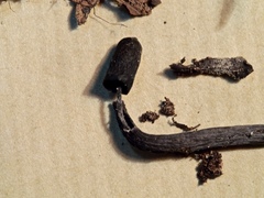 Xylaria feejeensis