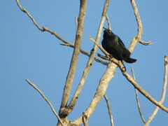 Euphagus cyanocephalus
