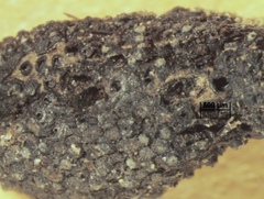 Xylaria feejeensis