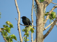 Euphagus cyanocephalus