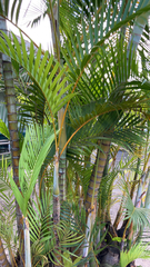 Dypsis lutescens