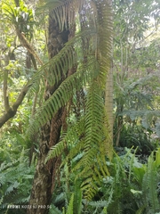 Sphaeropteris quindiuensis