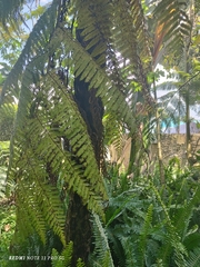 Sphaeropteris quindiuensis