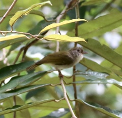 Erpornis zantholeuca