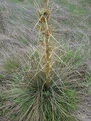 Aciphylla subflabellata