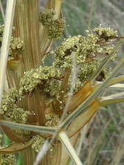 Aciphylla subflabellata