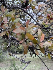 Quercus sinuata