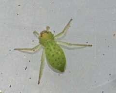 Cetratus rubropunctatus