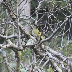 Picus squamatus
