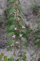 Chamaeclitandra henriquesiana