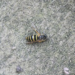 Vespula flaviceps