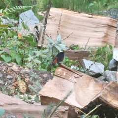 Phoenicurus leucocephalus