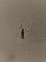 Trichocera annulata