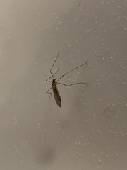 Trichocera annulata