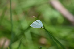 Nemoria glaucomarginaria