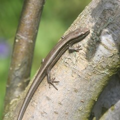 Ablepharus himalayanus