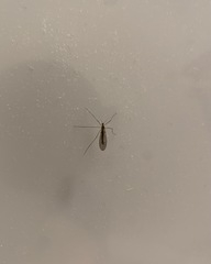 Trichocera annulata