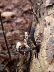 Xylaria scruposa
