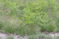 Pteridium centrali-africanum