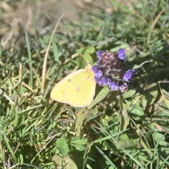Colias fieldii