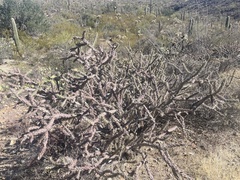Cylindropuntia thurberi