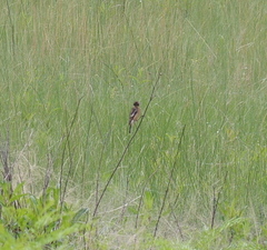 Saxicola torquatus