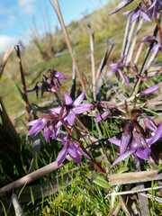 Gentianella rapunculoides